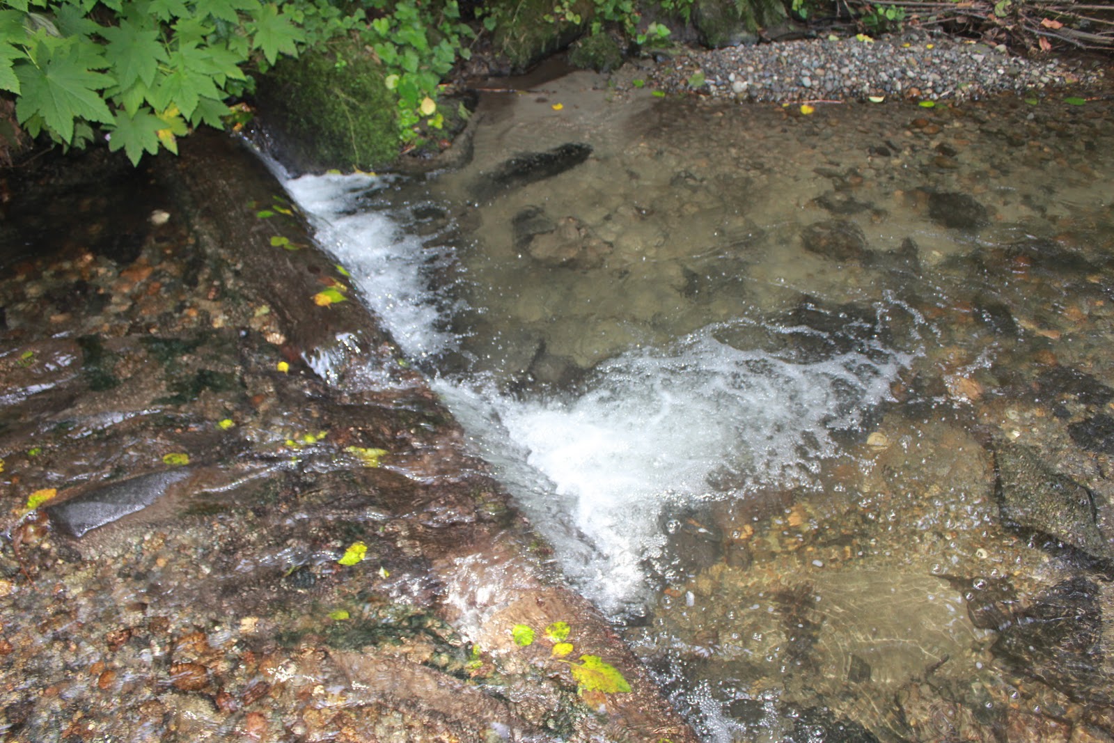 Chum Salmon in Carkeek Park Urban Streams in Ecotopia The happy
