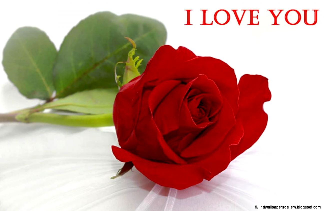 Red Rose Love Wallpaper Full HD Wallpapers