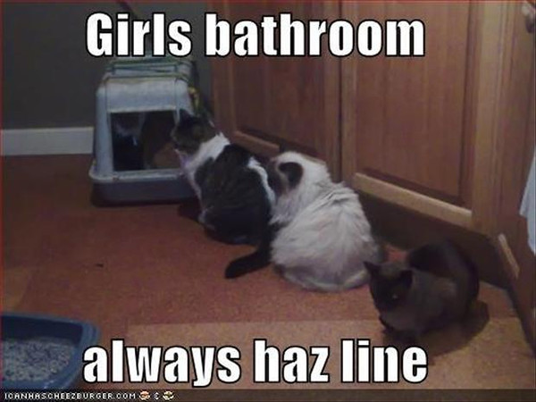 funny-cats-litter-box_fark.jpg