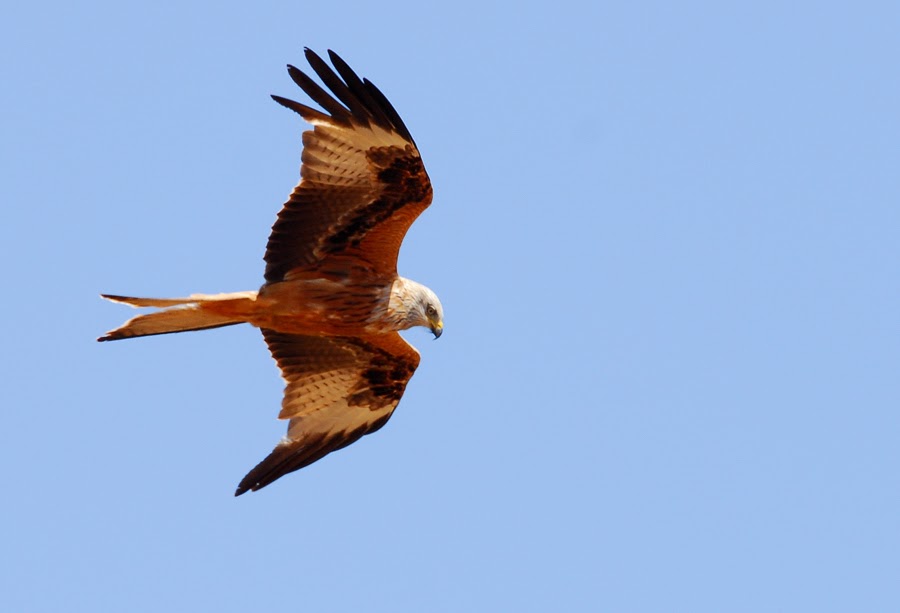 red kite master fund red kite master fund