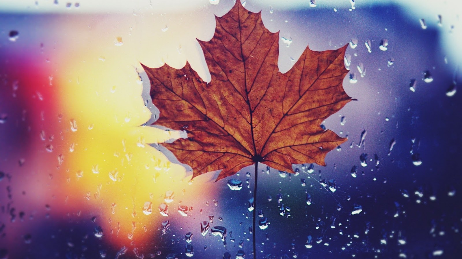 Rain Leaves Maple Leaf - Mystery Wallpaper