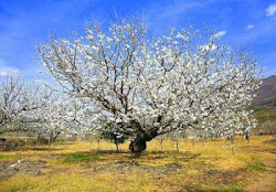 Así de floreciente está el VALLE del JERTE