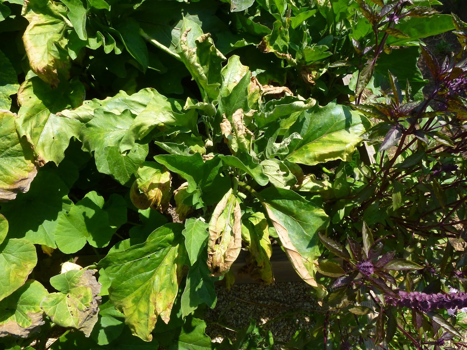From Seed To Table Eggplant Woes