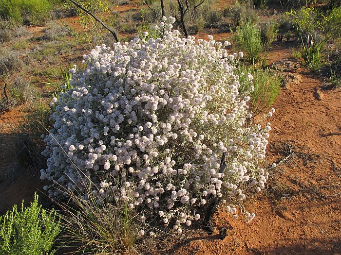 Esperance Wildflowers Ptilotus obovatus var. obovatus Cottonbush