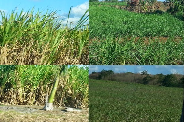 Mauritius - Sugarcane Fields