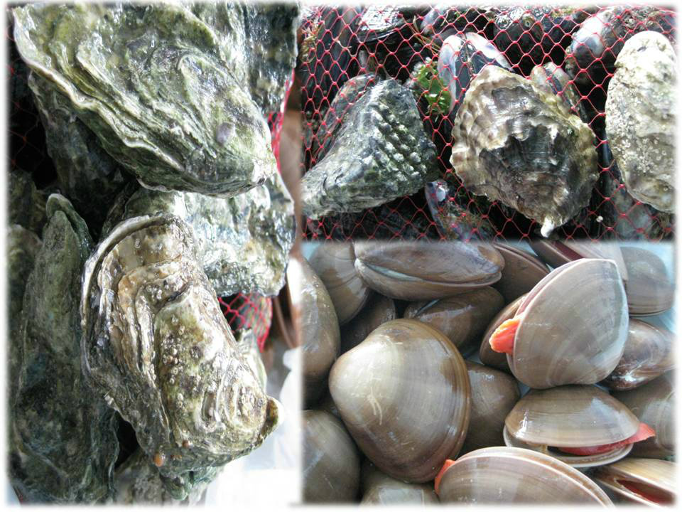 Resultado de imagen para fotos ostiones y moluscos bivalvos