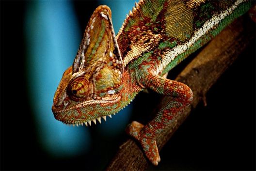 chameleone.jpg