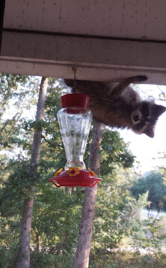 Divinebunbun's Rugged Rural Missouri A NectarLapping Raccoon, See It Here