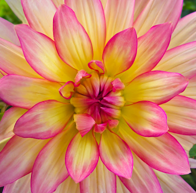 EK Photo Art's "Nature's Clicks" Pink & Yellow Dahlia