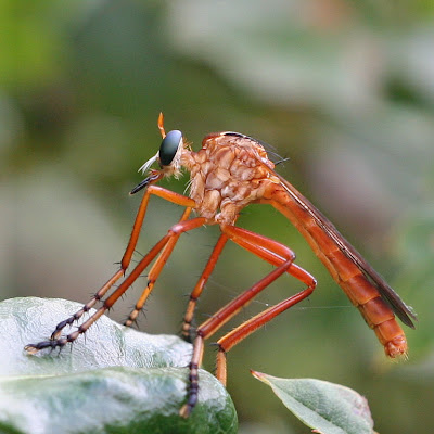 diogmites_robber_fly.jpg