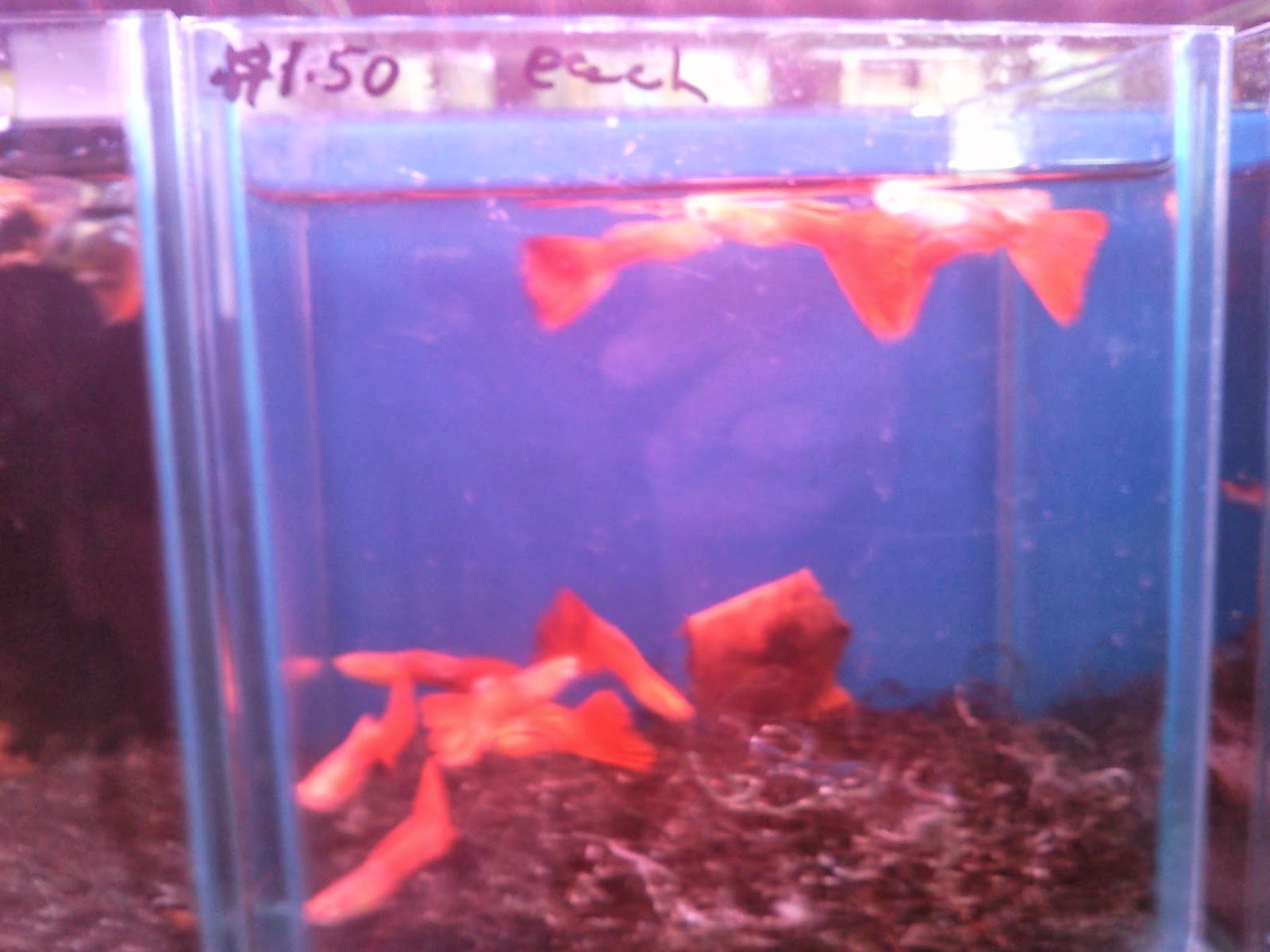 Tropical Fisher Man Fish Tanks And Aquarium CRS C328 Clementi Florist