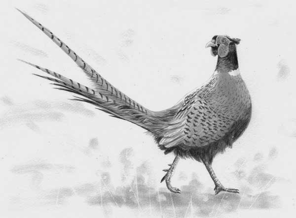 Realistic Animal Drawings: November 2013