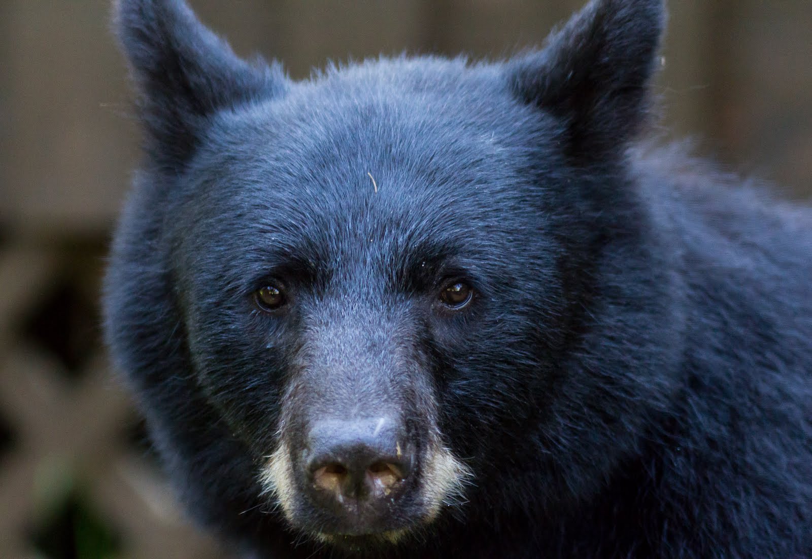 Jeremy Bears Bear Portraits