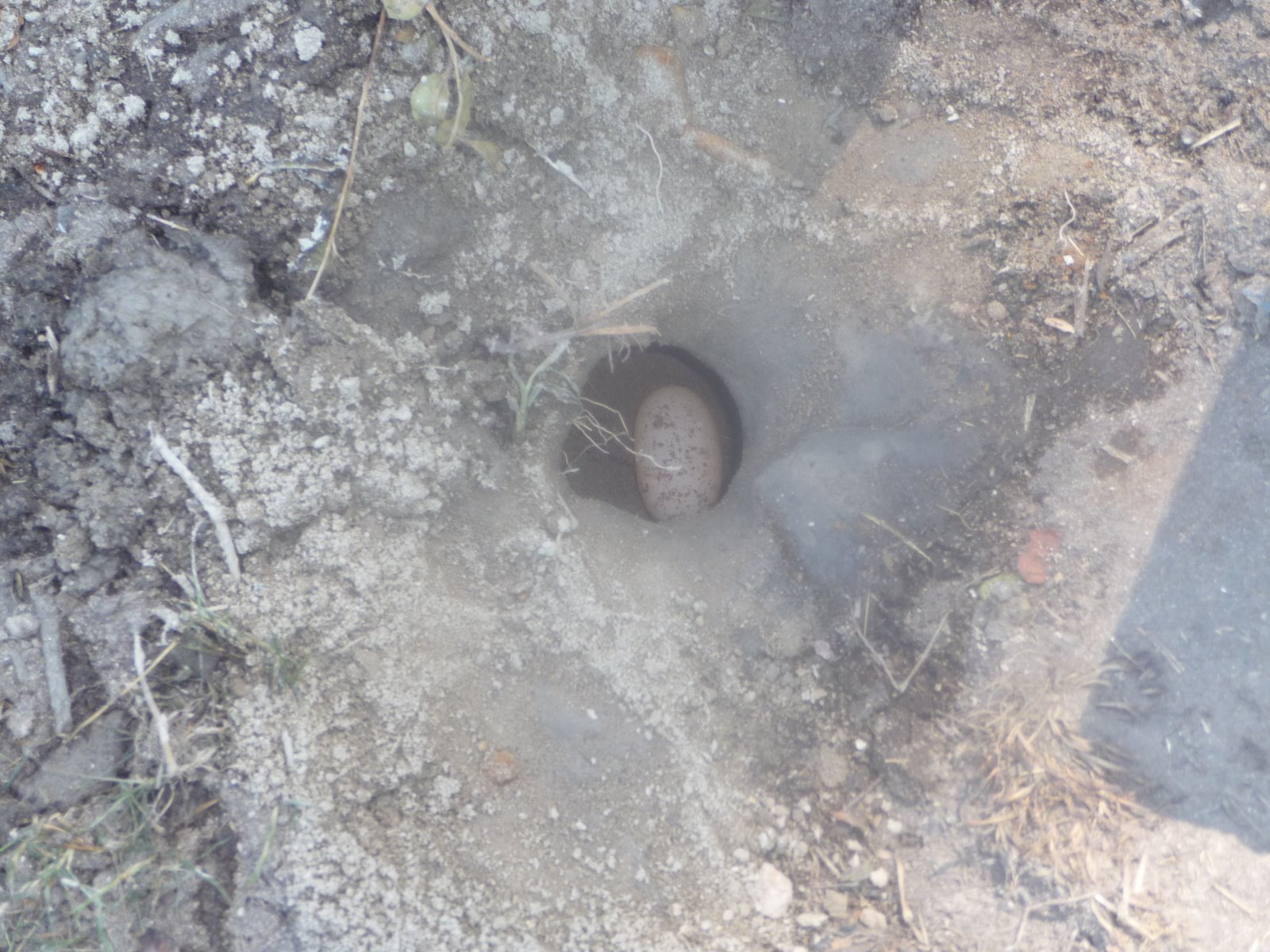 Live+dragonfly+larvae+for+sale