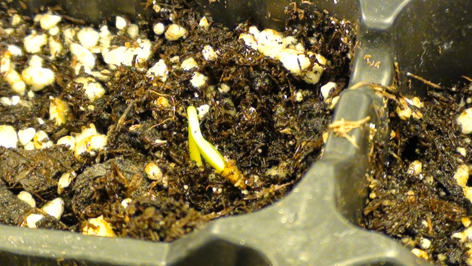 The Eternal Garden Germinating Pepper Seeds Indoors
