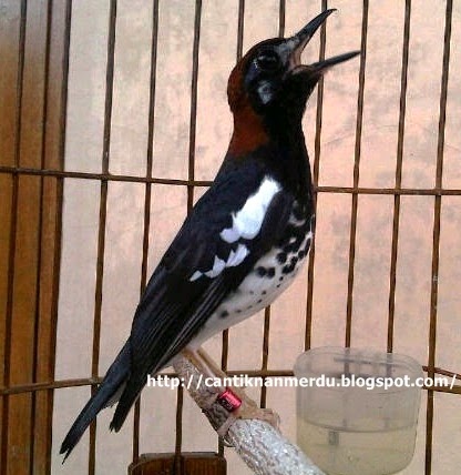 Bpdp Java Mengenal Burung Anis Kembang Plontang