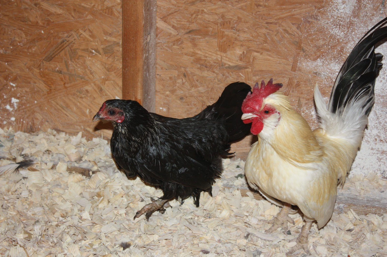 When the Worst Happens Dealing with Chicken Mites