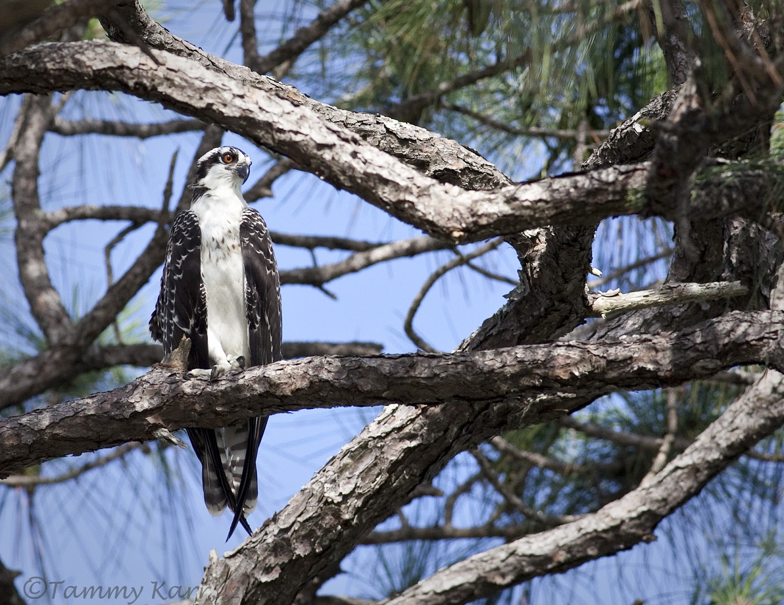 i heart florida birds Raising a Fish Hawk