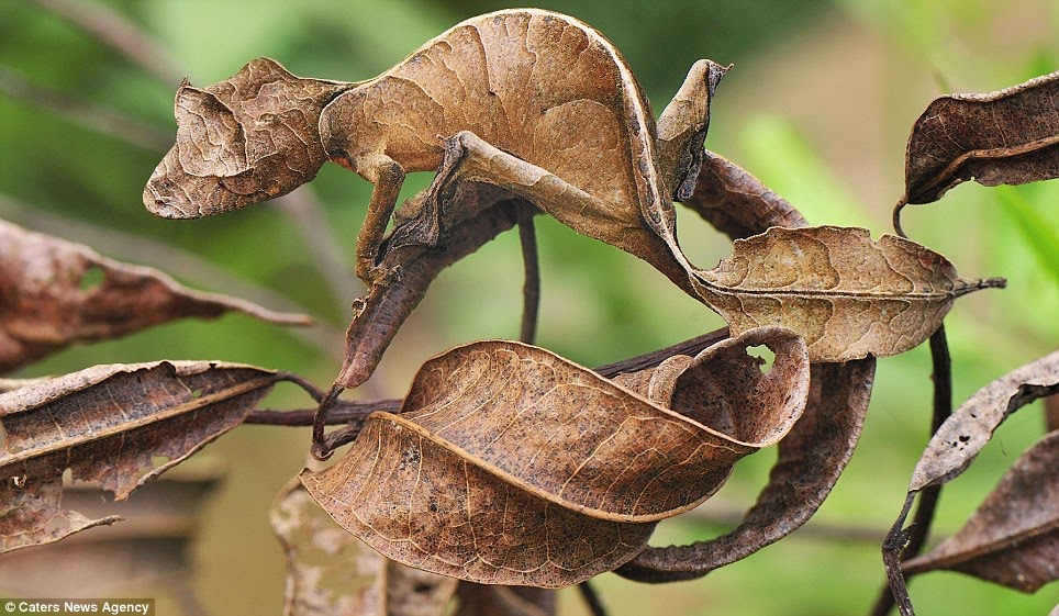 PictoVista: Can You See Them? These Animals Are Blending Into Their