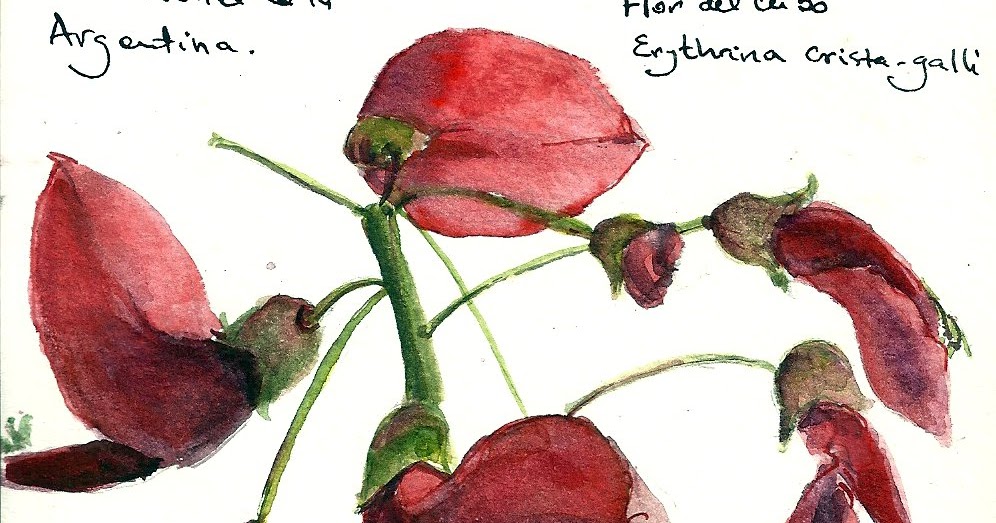 Urban Sketchers S.F. Bay Area: Flor del Ceibo, Erythrina crista-galli
