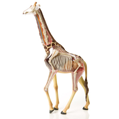 [BB-Blog]: Giraffe anatomy model.