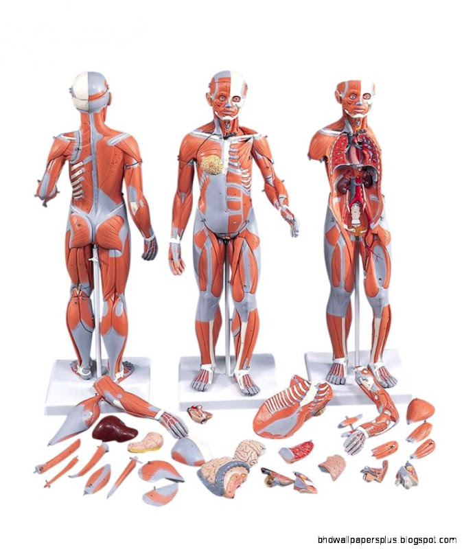 Shop for Dual Muscular Figures and Anatomy Models Muscle Shop for Dual Muscular Figures and Anatomy Models Muscle