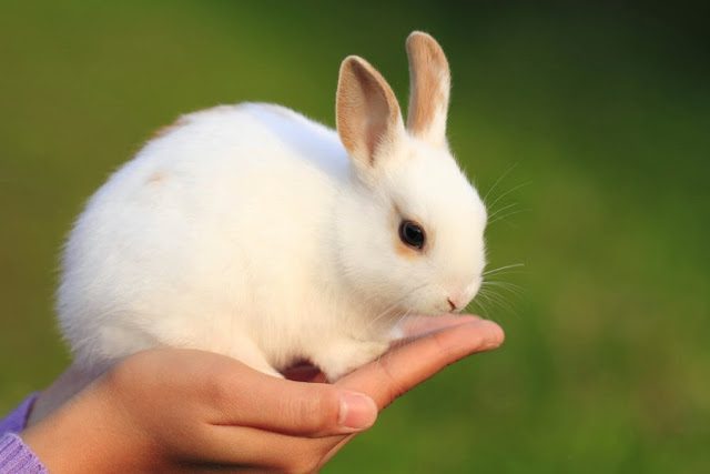 Cutest Bunny Pictures You Would Love To See Everyday