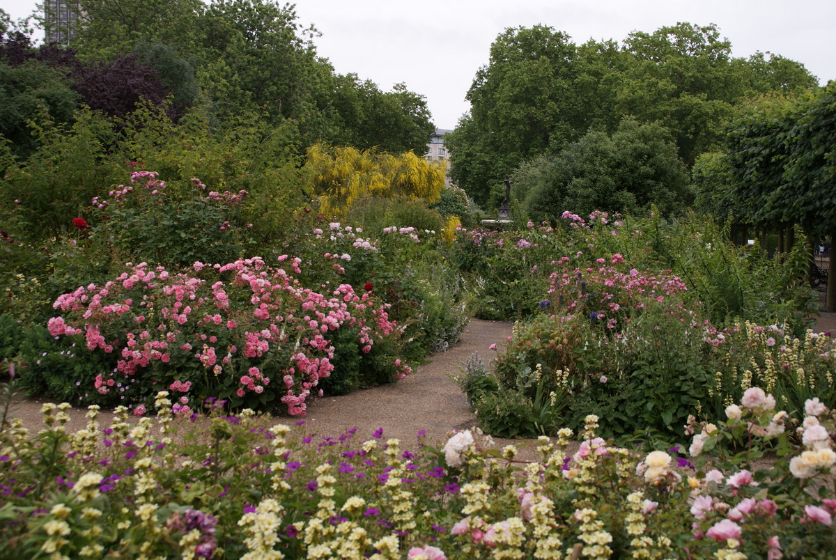 Organic Garden Dreams The Rose Garden in Hyde Park, Part I