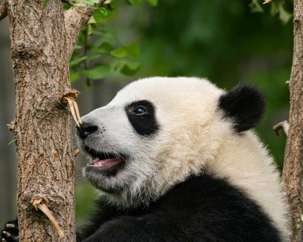 Beautiful Desi Sexy Girls Hot Videos Cute Pretty Photos: Pandas Beautiful  Animals Wallpapers