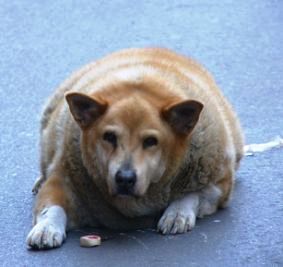 Healthy Labrador Weight