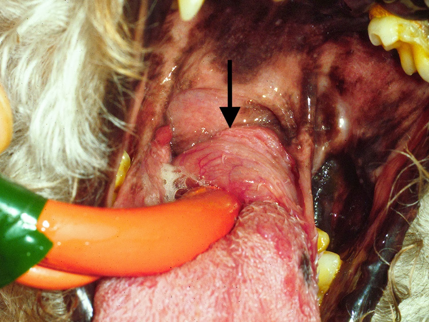 Veterinary Key Points Salivary Mucoceles in Dogs Cervical, Oral