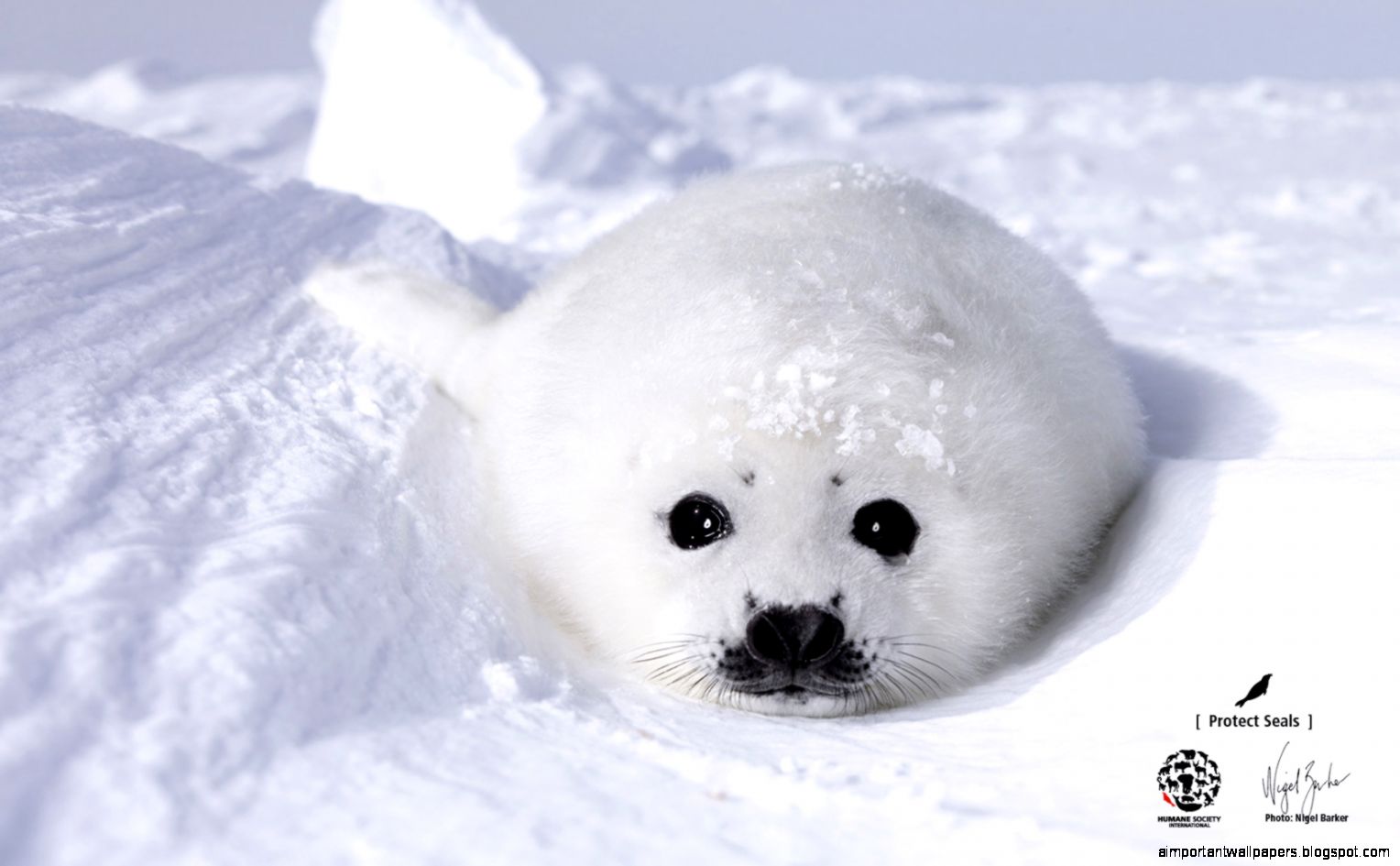 Harp Seal Wallpapers Animal Wallpapers Wallpaper Send Harp Seal Wallpapers Animal Wallpapers Wallpaper Send
