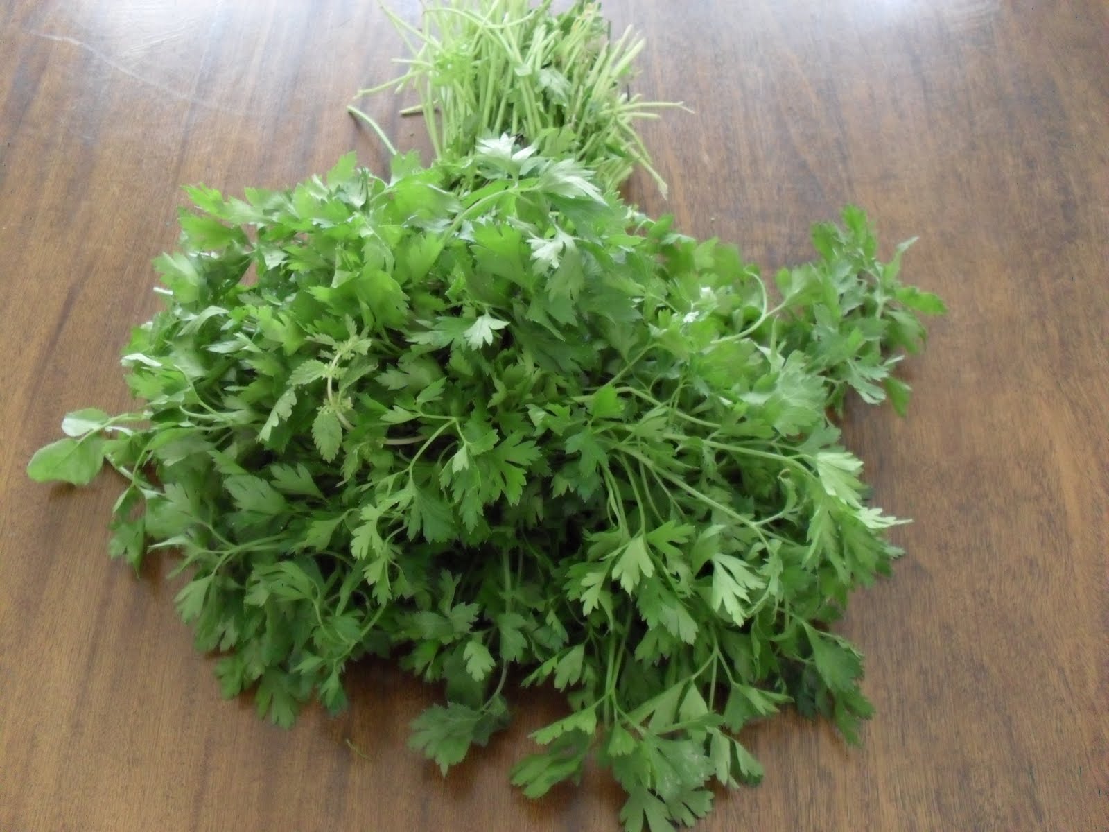 brightly coloured sunflowers Flat leaf parsley (Petroselinum crispum