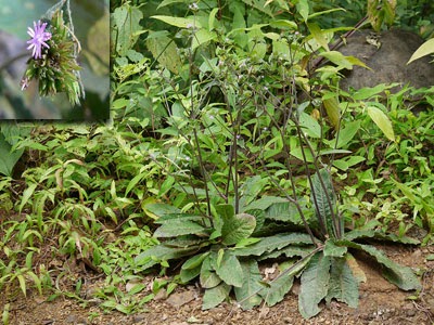 Tapak Liman (Elephantopus scaber L.) - Mahkota Herbal