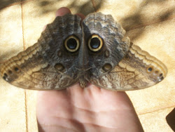 great owl butterfly