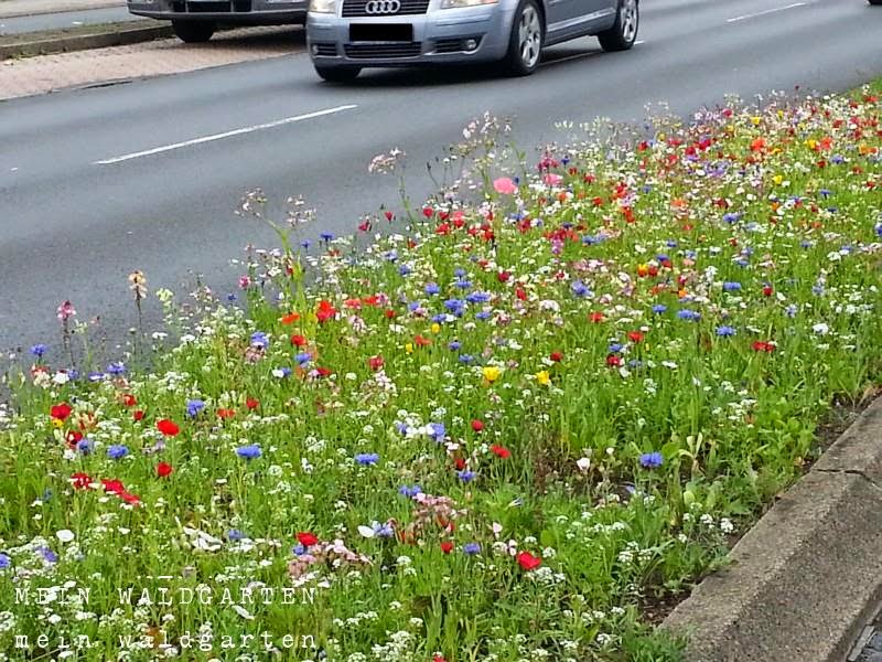 Mein Waldgarten Blühstreifen