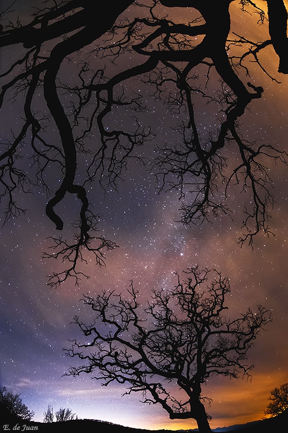 Tree And Stars Elviria Marbella Malaga Spain Totaly