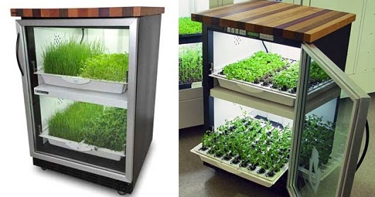 enanito bipolar: Un jardín hidropónico en tu propia cocina