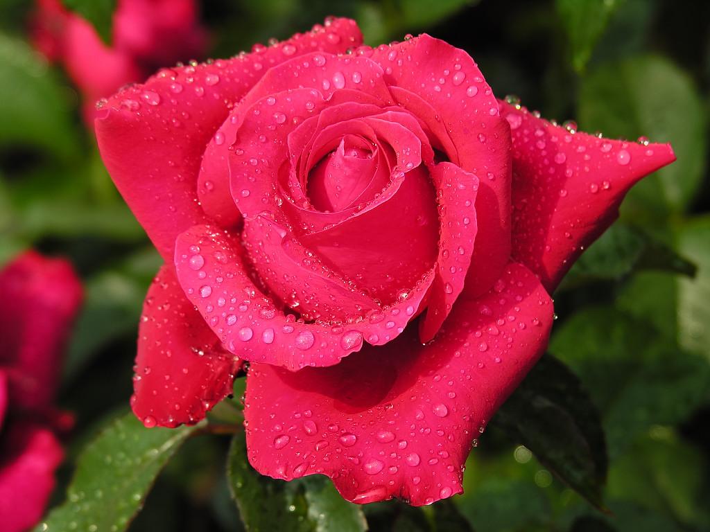 get images beautiful fresh roses for you get images beautiful fresh roses for you
