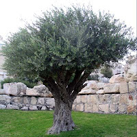 وعي النبات Olive+tree