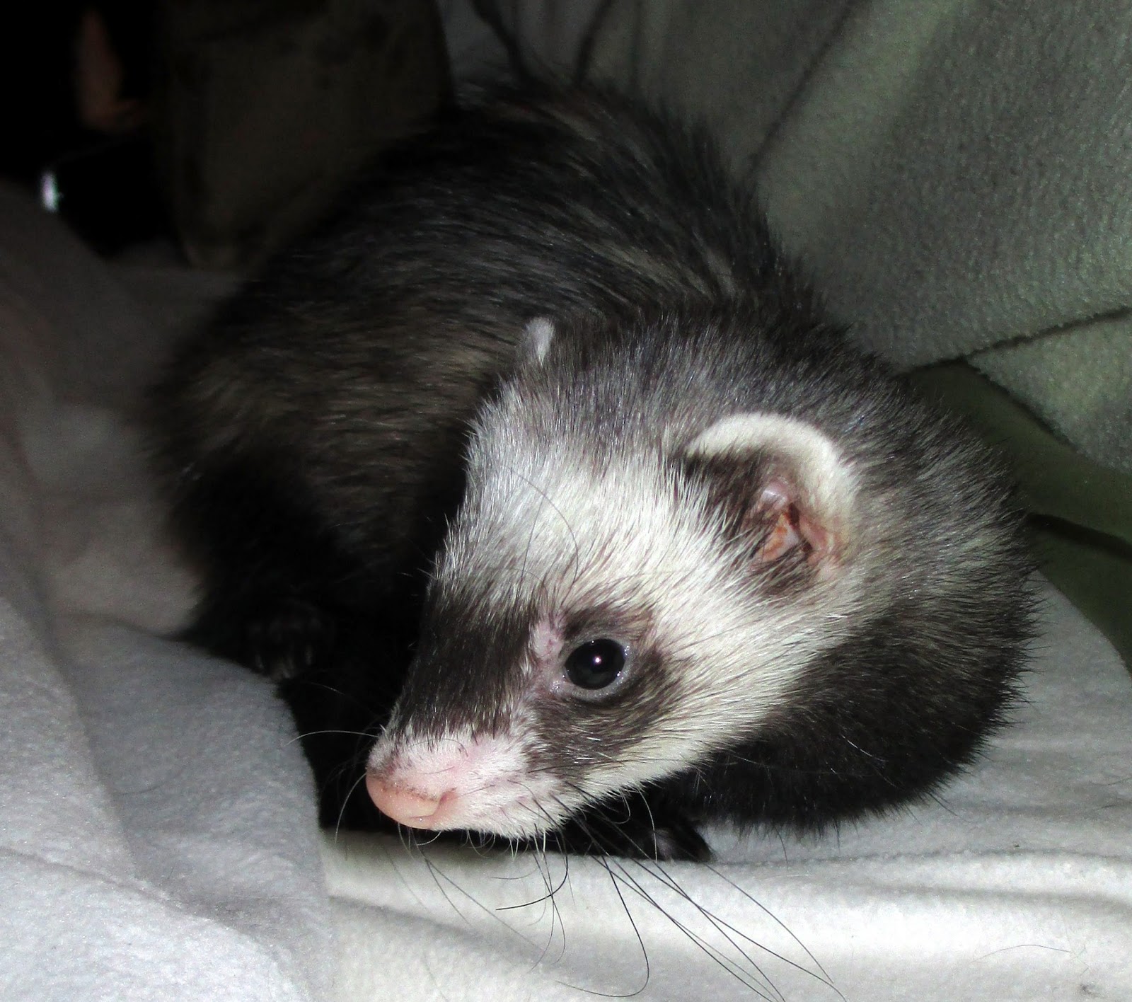 A Day in the Life of a Zookeeper Ferret Play Time
