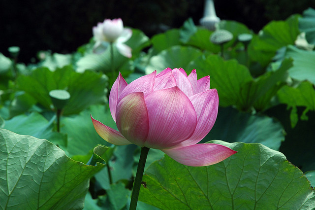The Simple Beauty Of Nature: Lotus Flower