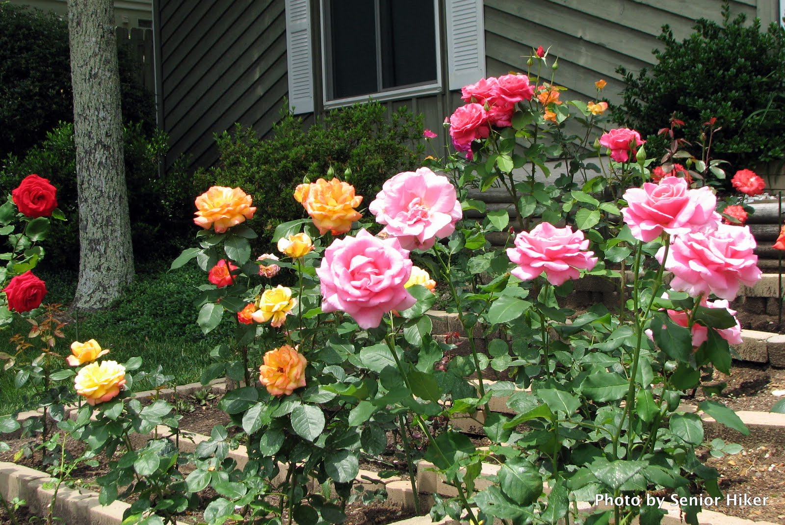Photos by Senior Hiker Our Big Rose Bed