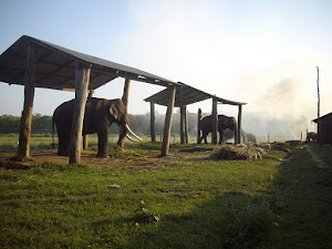 "Elephant Stables" in Sauraha(Saturday(26-11-2011)