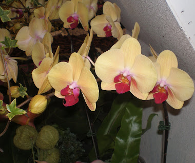 orchid 6