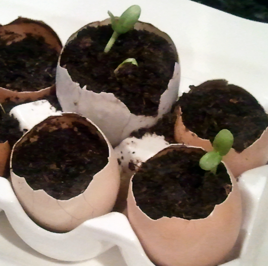 How to Plant Sunflower Seeds in Eggshell Cups Fresh Eggs Daily®