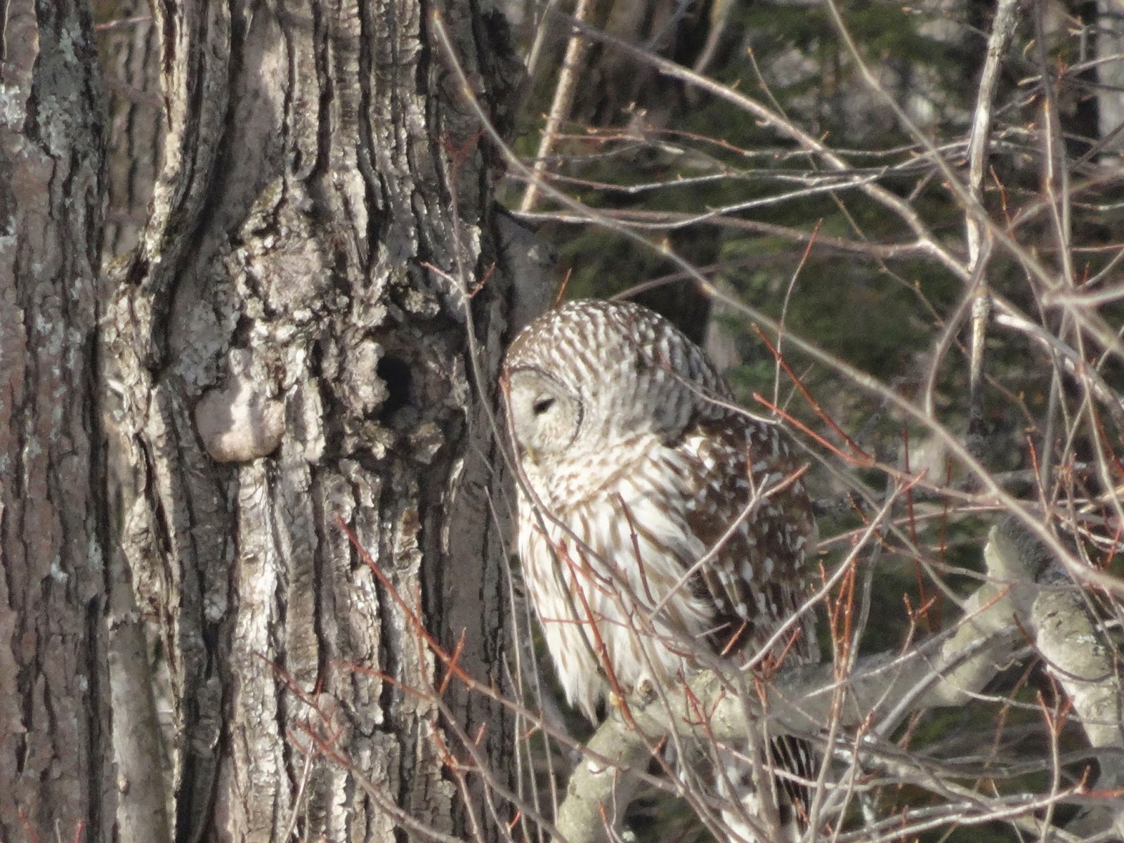 Outdoor Enthusiast A Barred Owl in New Hampshire