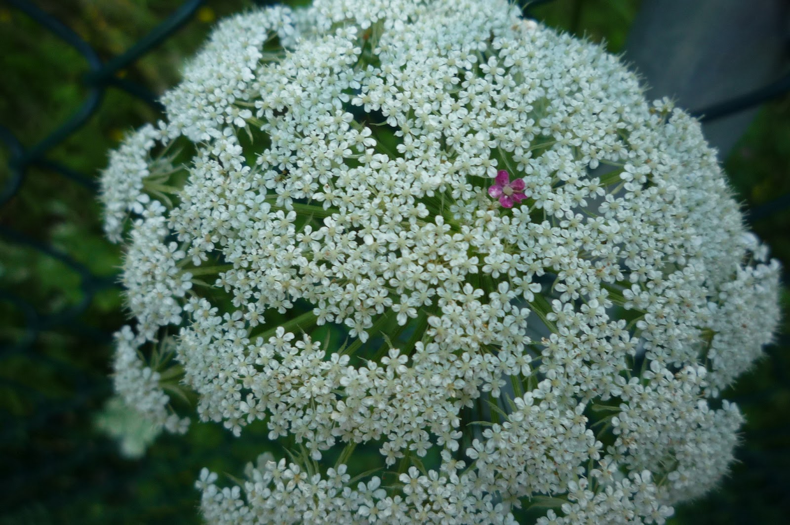 Vermont backyard flowers, and critters in July. South Burlington