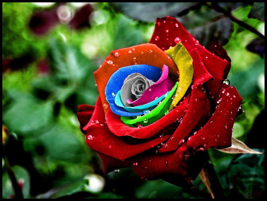 rainbow roses rainbow roses