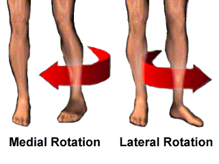 lateral rotation of the thigh muscles